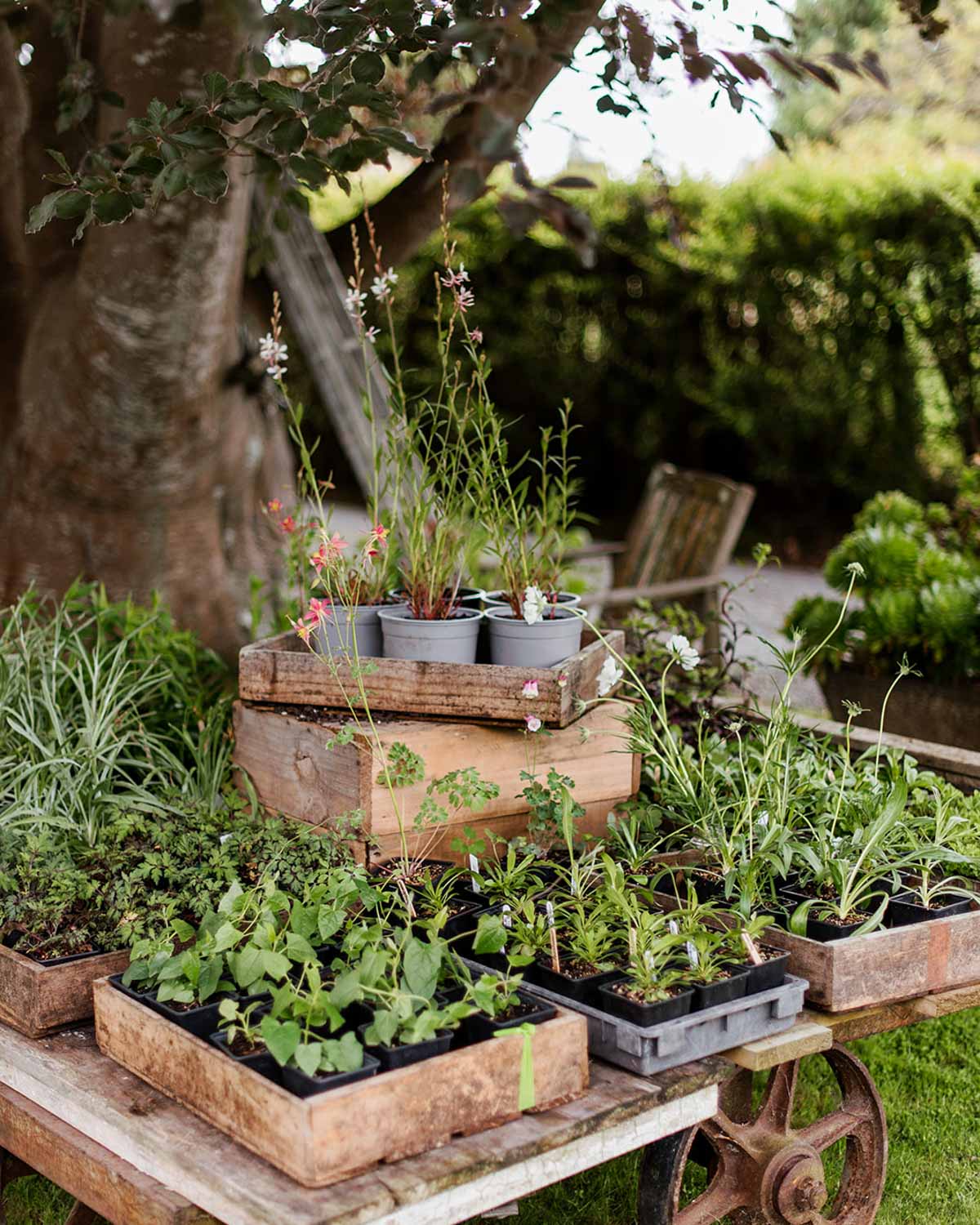 Seed Sowing Workshop - $110
