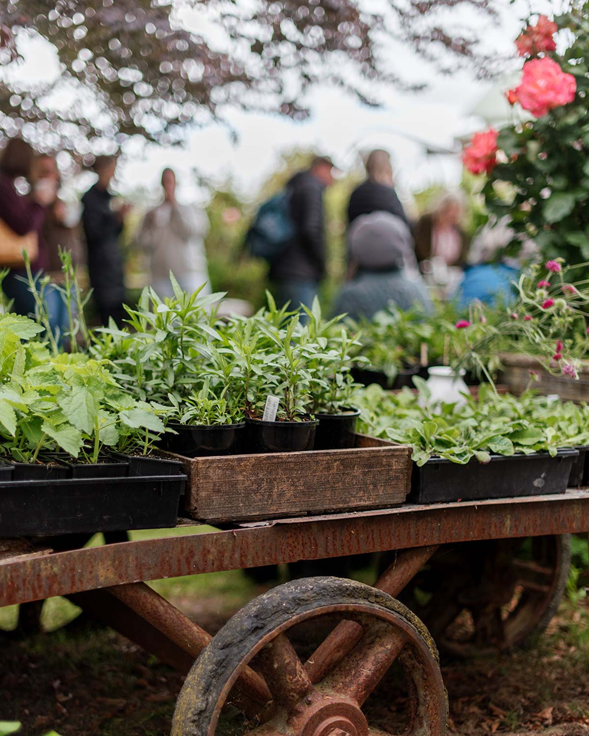 Seed Sowing Workshop - $110