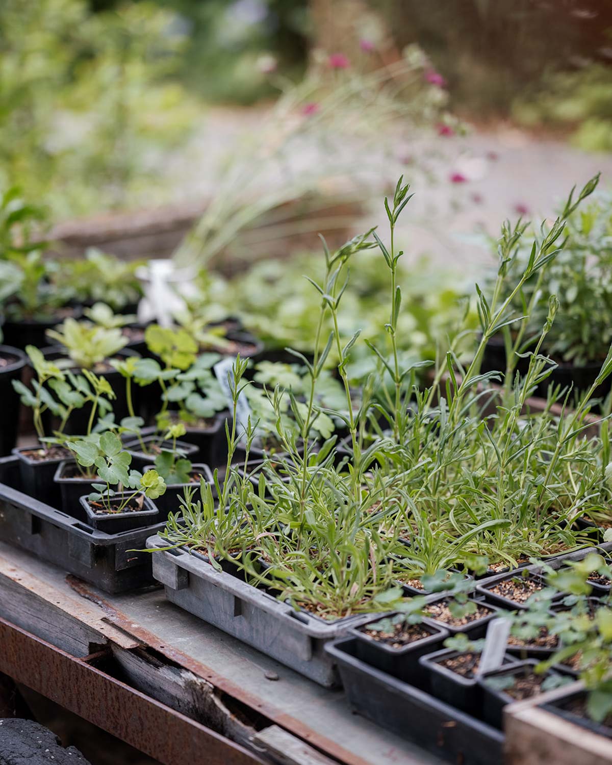 Seed Sowing Workshop - $110